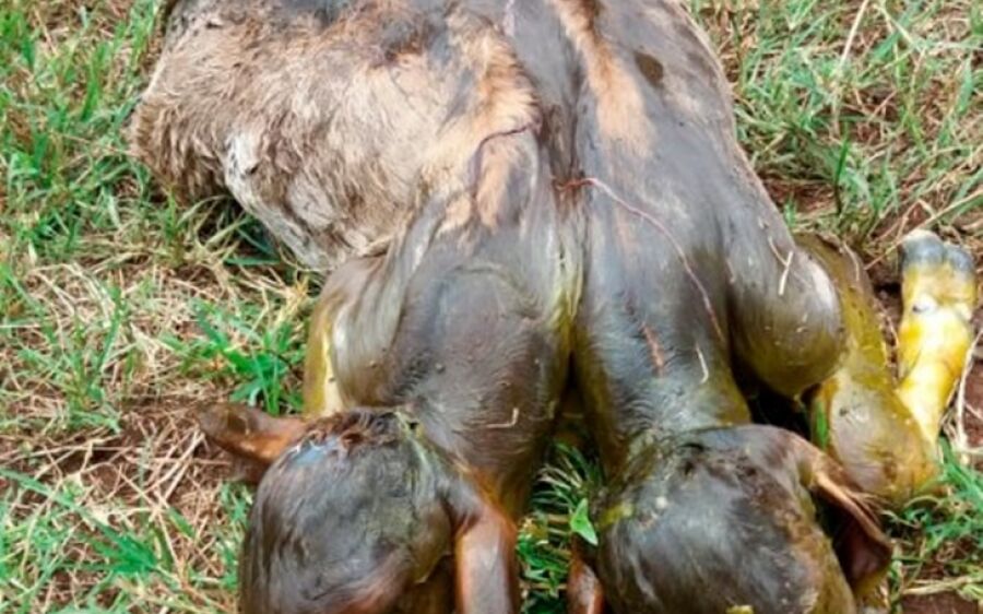 Bezerro com duas cabeças nasce em fazenda na região de Bandeirantes
