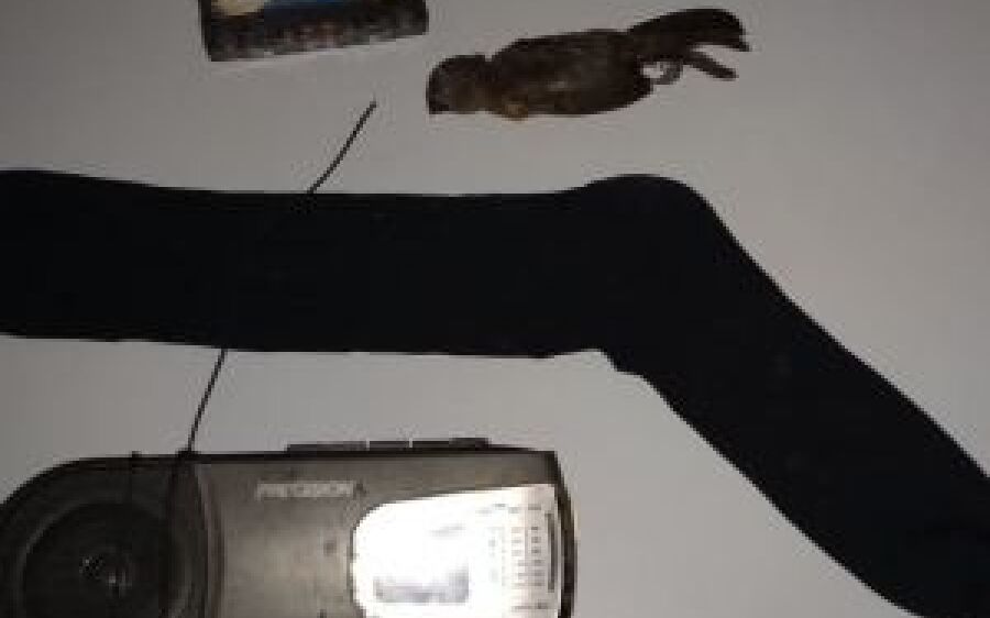 Criador de aves esconde pássaros em risco de extinção na cueca e é multado