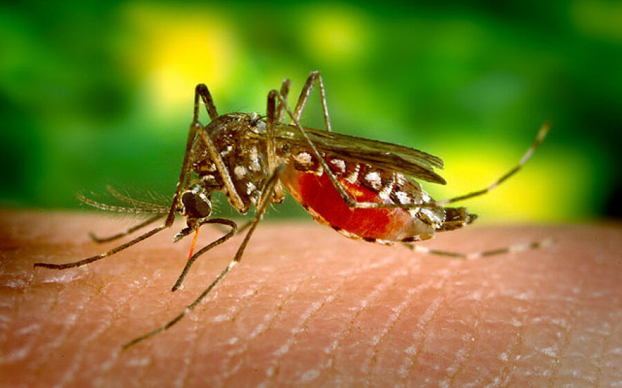 Alerta da Saúde sobre mosquito da  dengue merece atenção da população