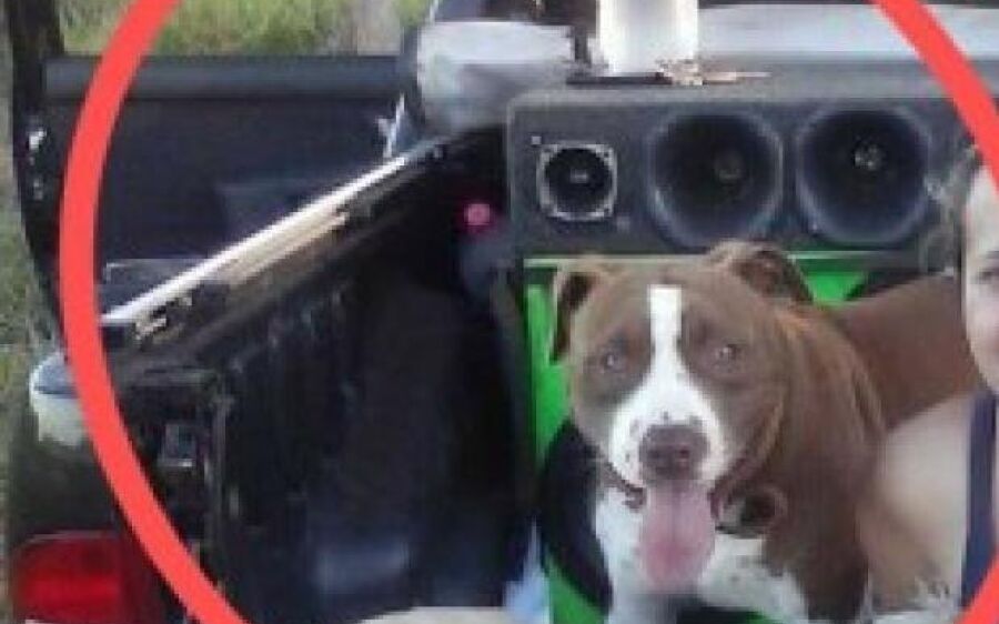Pitbull ataca durante brincadeira no quintal e mata criança de 8  meses. PÁG 11