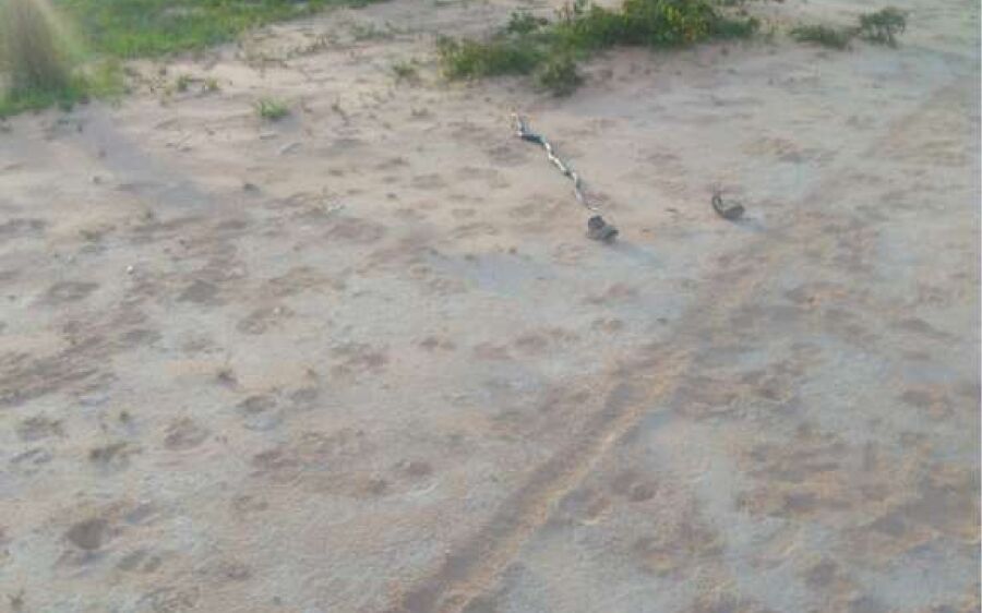 PMA captura quarta serpente em uma semana em residências de Coxim