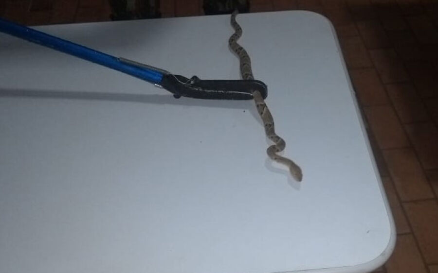 PMA captura dentro de escola da zona rural a sexta serpente em Coxim