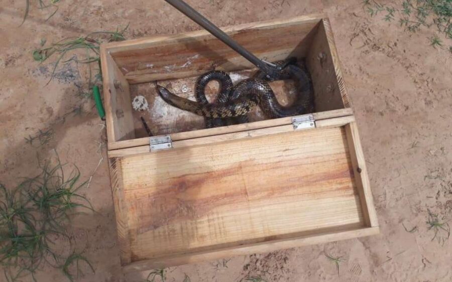 PMA captura serpente de dois  metros na área urbana de Coxim