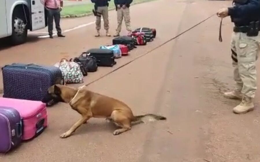 GOC da PRF apreende 22 kg de maconha em ônibus de viagem na BR-163