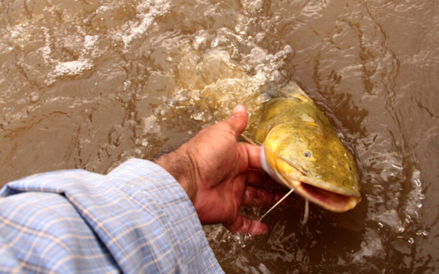 Publicado decreto que reduz cota e combate pesca predatória em MS