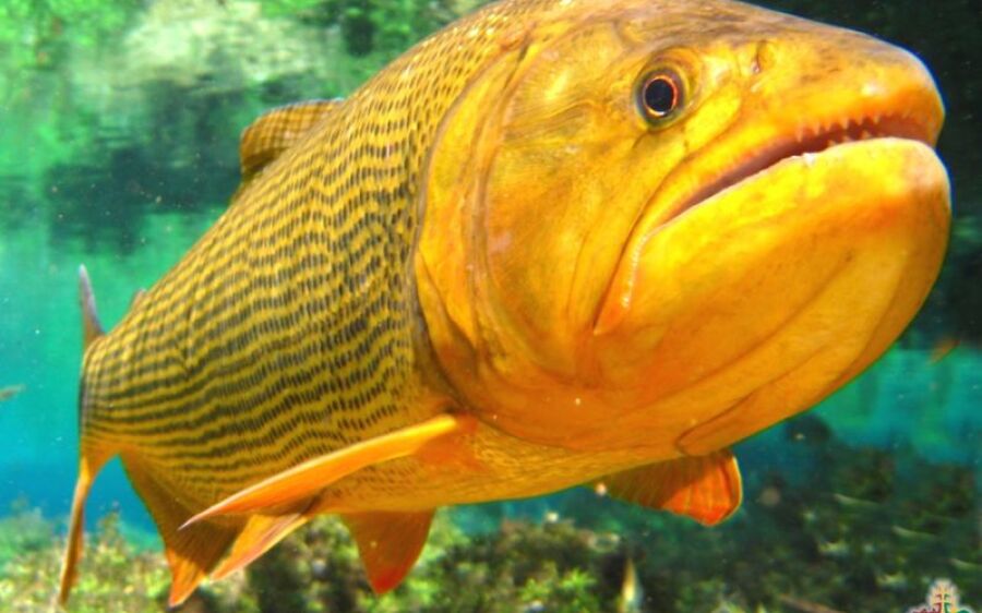 Viva Peixe a favor da cota zero