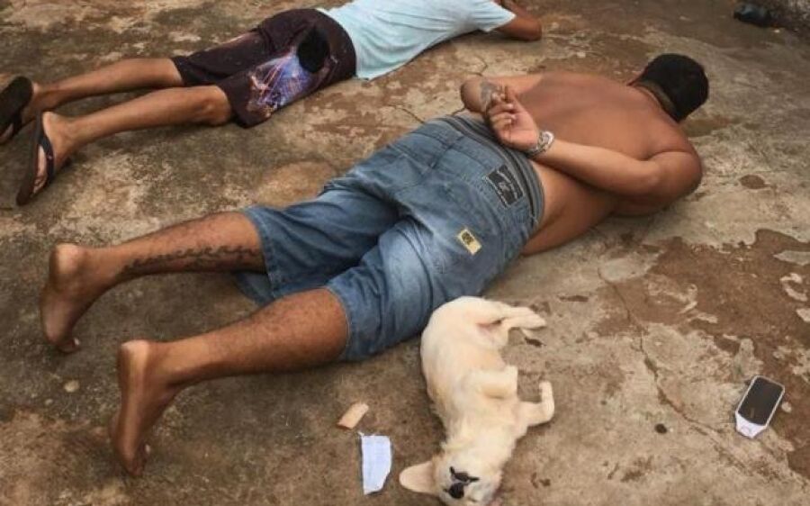 Cachorrinha dramática “se entrega” durante a prisão do dono por tráfico
