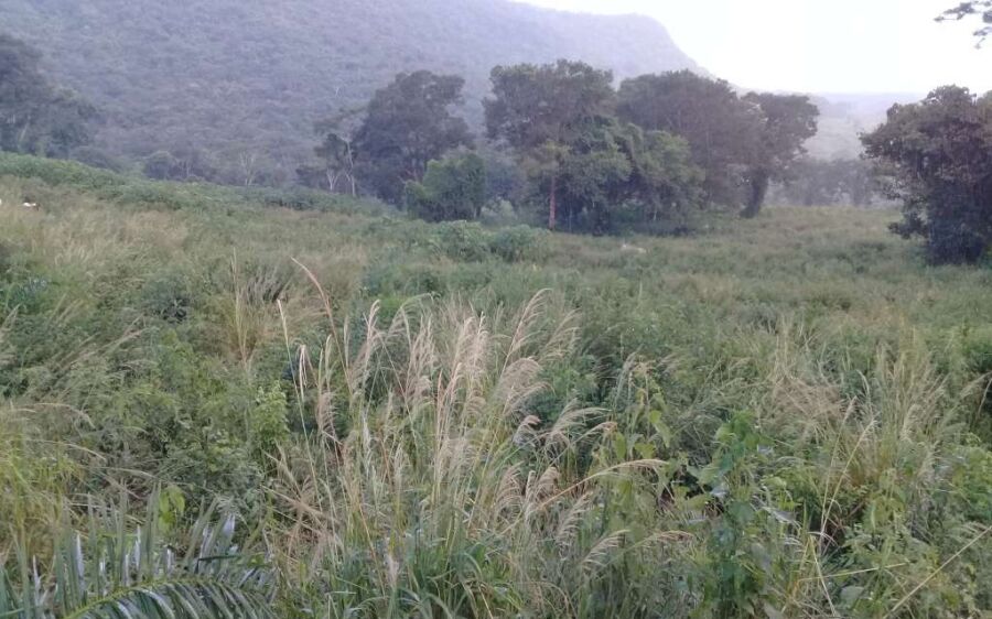 PMA autua campo-grandense em R$ 9,2 mil por desmatamento ilegal 