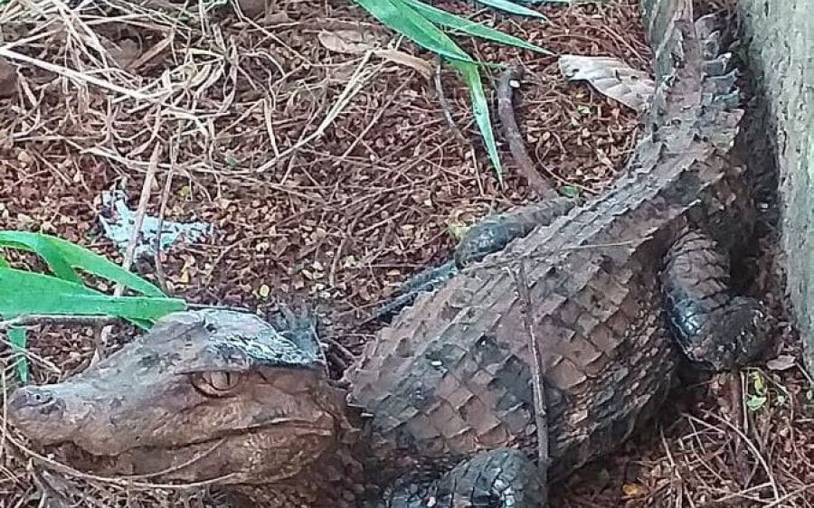 Jacaré de um metro é capturado em estacionamento da Policlínica de Coxim