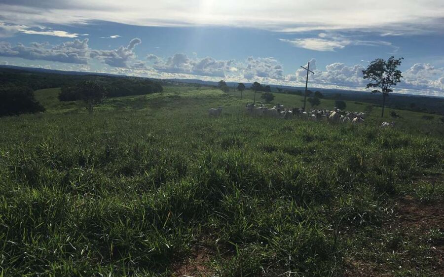 PMA autua infrator em R$ 41 mil por desmatamento ilegal de 40,88 hectares