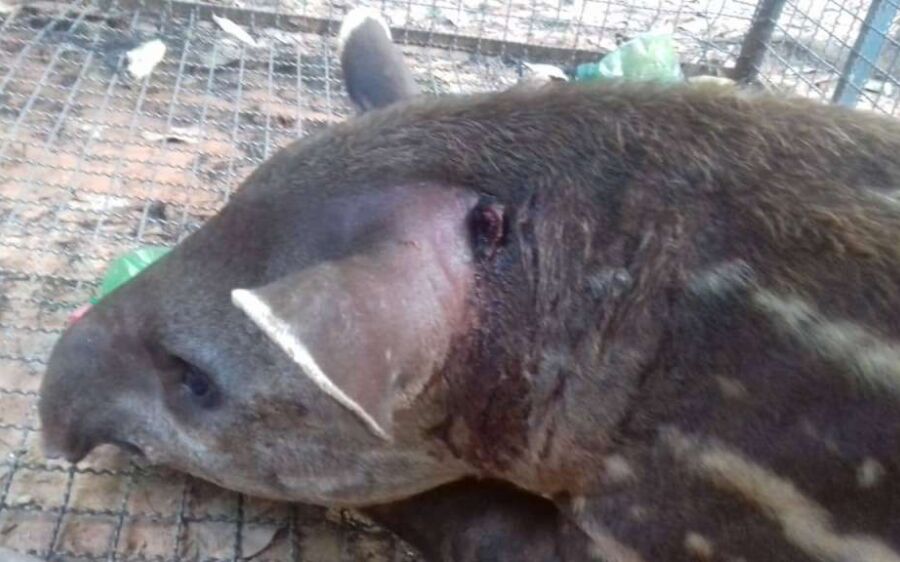PMA recolhe filhote de anta com ferimentos por ataque de cachorros