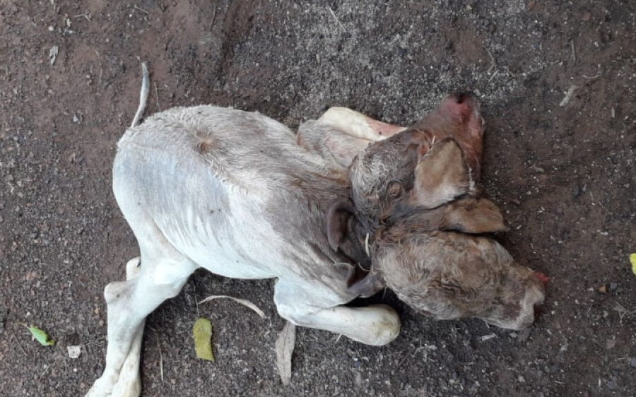 Bezerra nasce com duas cabeças em chácara na região do Buriti, em Coxim