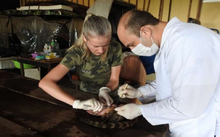 PMA conclui curso de taxidermia e confecciona 40 animais que serão utilizados em palestras