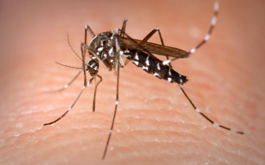 Secretaria de Saúde divulga Nota Oficial sobre a dengue  em Coxim