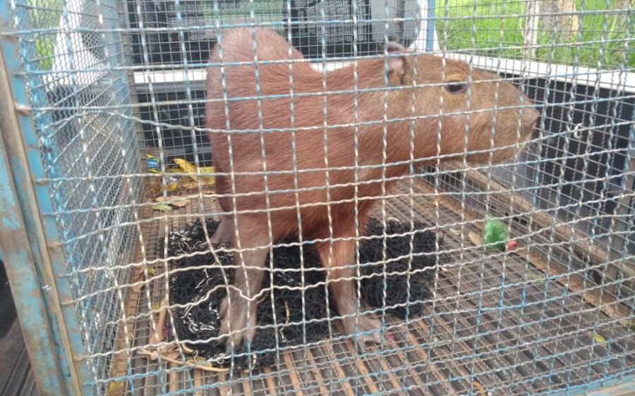 Polícia Militar Ambiental captura capivara em bar no bairro Vila Bela, em Coxim