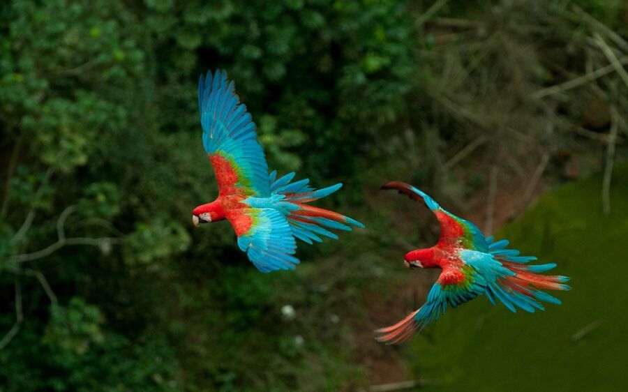 Mato Grosso do Sul apresentará sete palestras e rodada de negócios na Avistar Brasil 2019