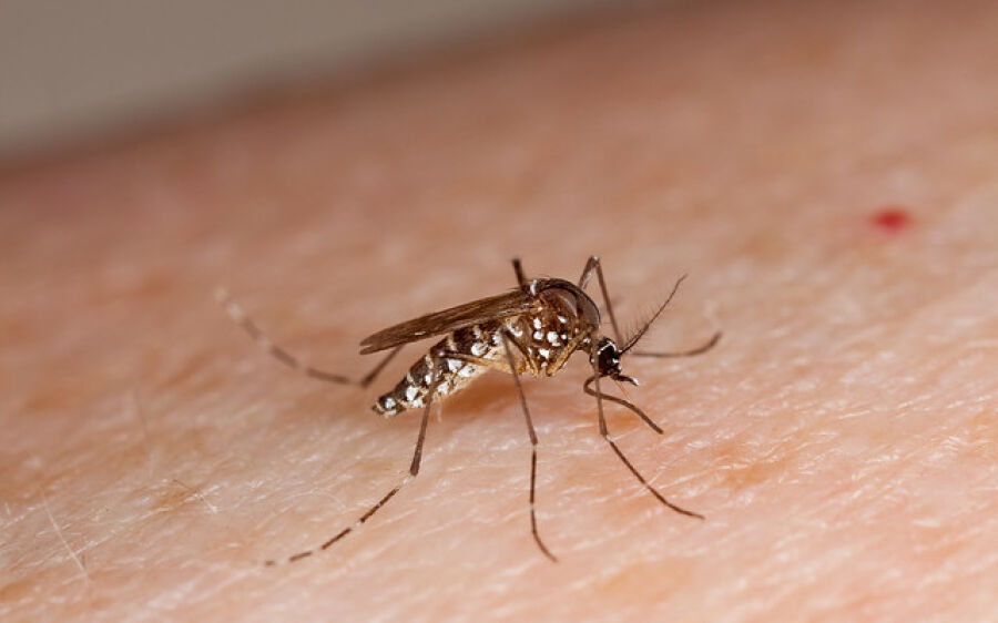 Coxim: Comunicado sobre falta de inseticida contra mosquito da dengue