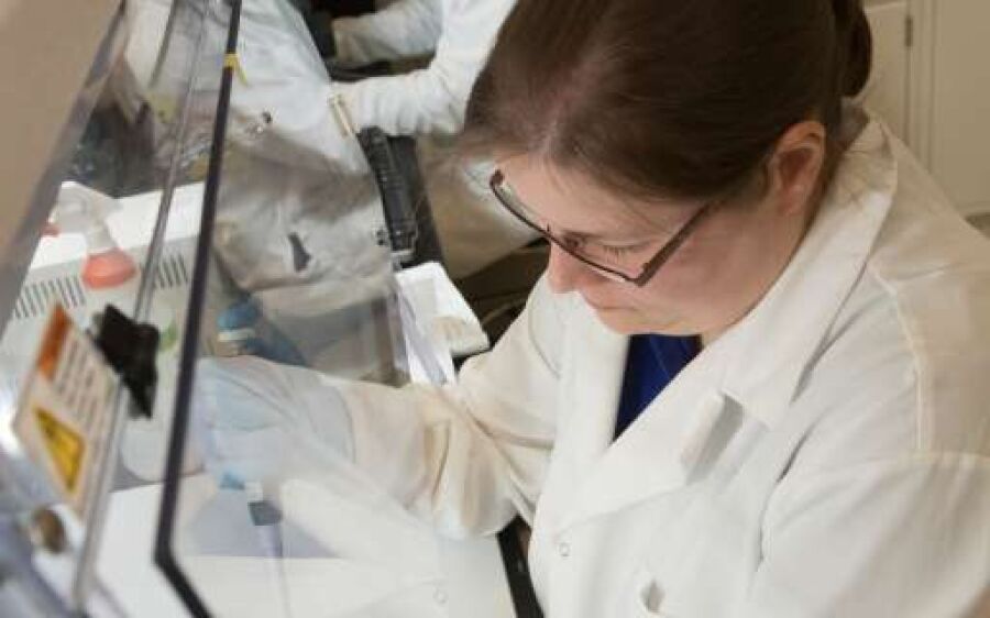 Aedes consegue transmitir zika, dengue e chikungunya na mesma picada, diz estudo