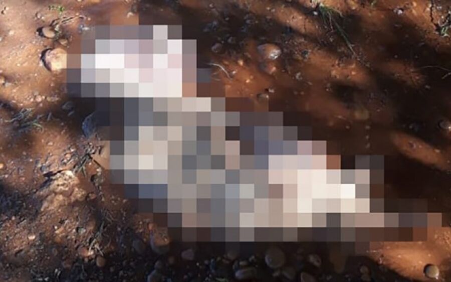 Dona é presa por matar cadelinha e guardar órgãos no sutiã