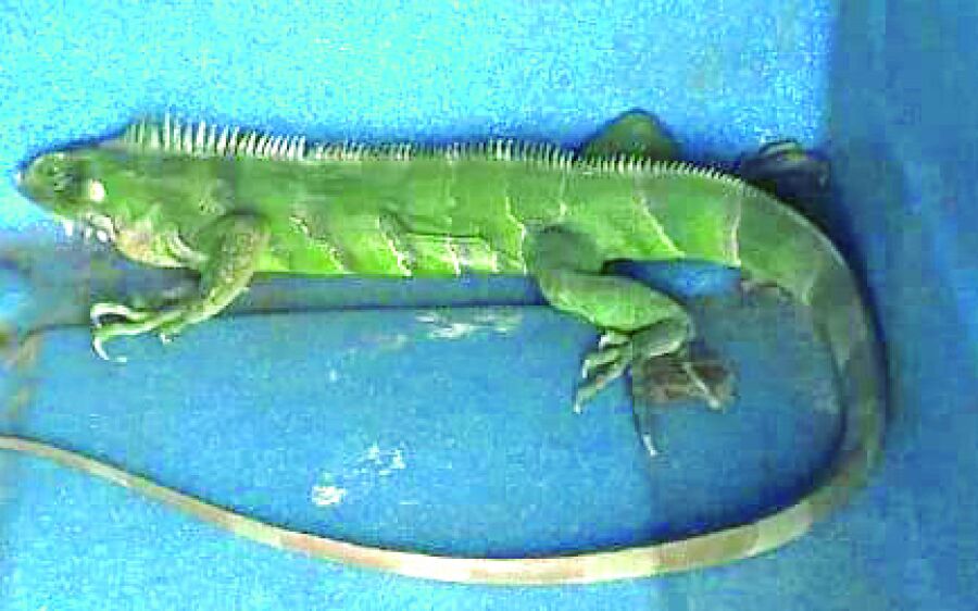 Polícia Militar Ambiental captura iguana  verde nas dependências de hospital em Coxim
