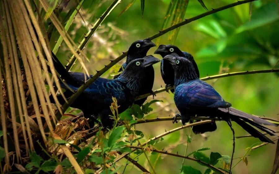 Concurso de curtas sobre observação de aves na Capital está com inscrições abertas