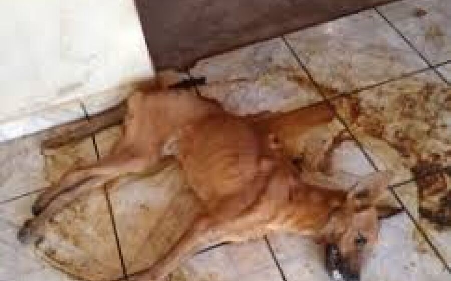 PMA autua mulher em R$ 6 mil por maus tratos ao abandonar cachorro e papagaio sem água e alimentação