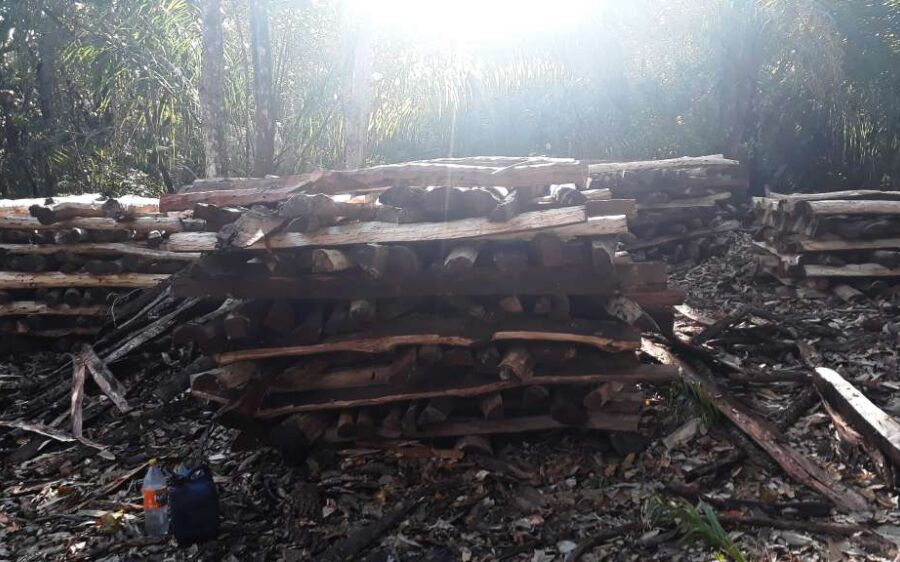 PMA de São Gabriel do Oeste autua infrator em R$ 9 mil por exploração ilegal de madeira