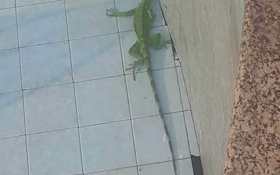PMA de Coxim captura iguana em residência na região central da cidade