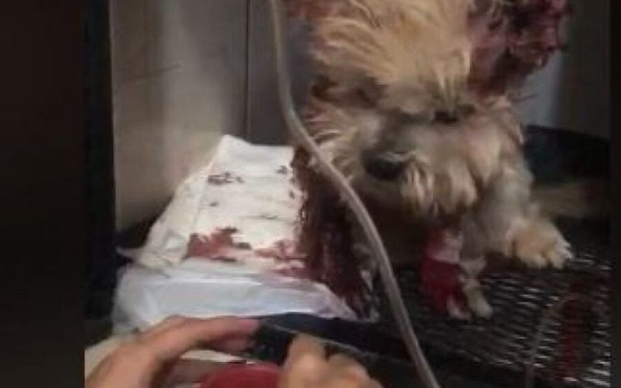 Casa é invadida e cachorro tem orelha e pele do pescoço arrancadas
