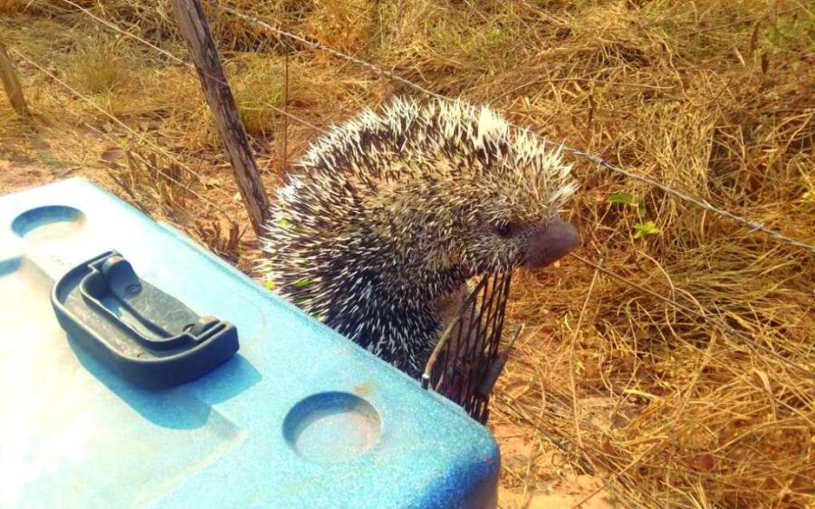 PMA captura ouriço e iguana em  residências na área urbana de Coxim