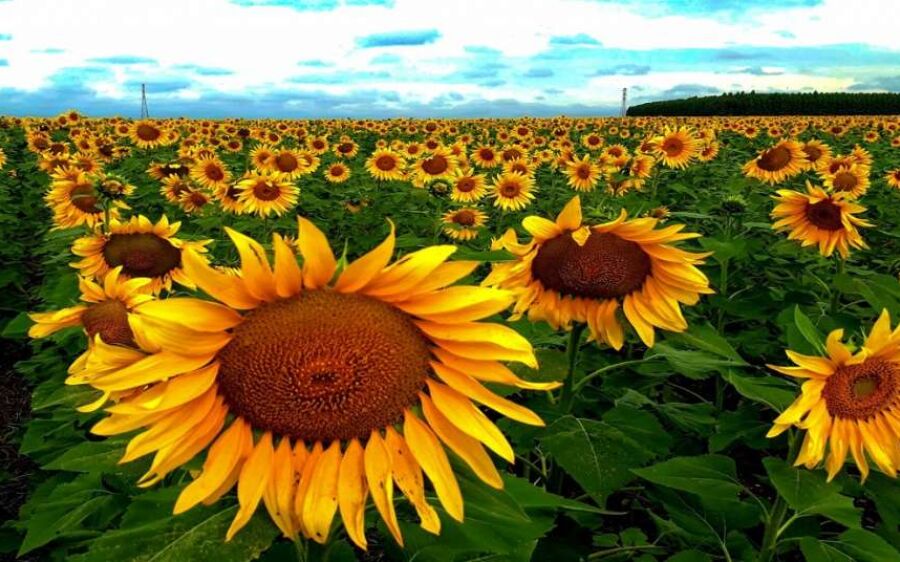 Primavera promete ser quente e chuvosa
