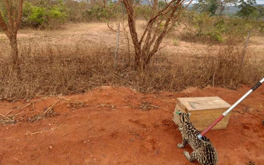 PMA de Coxim vai atender chamada para capturar filhote de onça-pintada em residência e encontra jagu