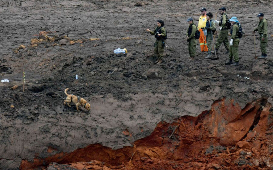 Cães farejadores de Coxim ajudam a localizar corpo em Brumadinho 