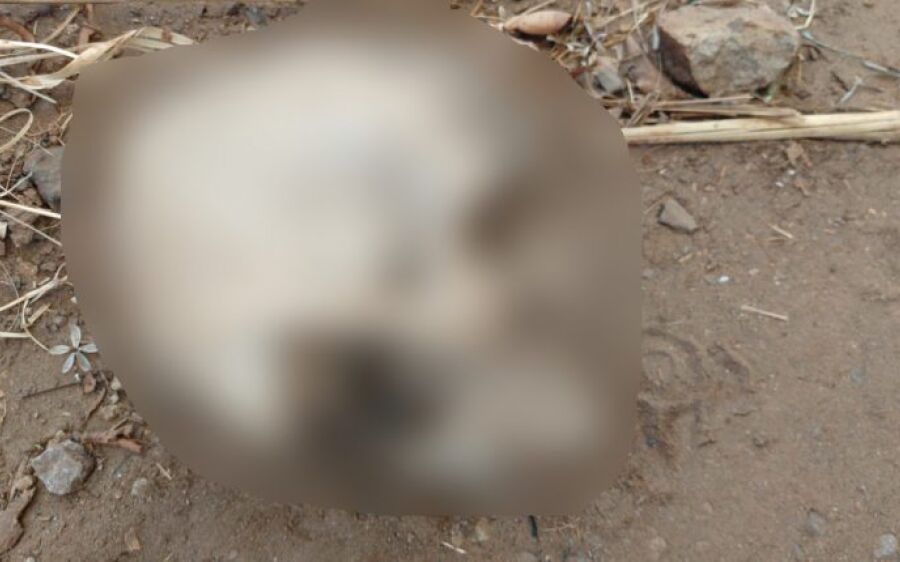 Moradores encontram crânio humano em bairro da Capital