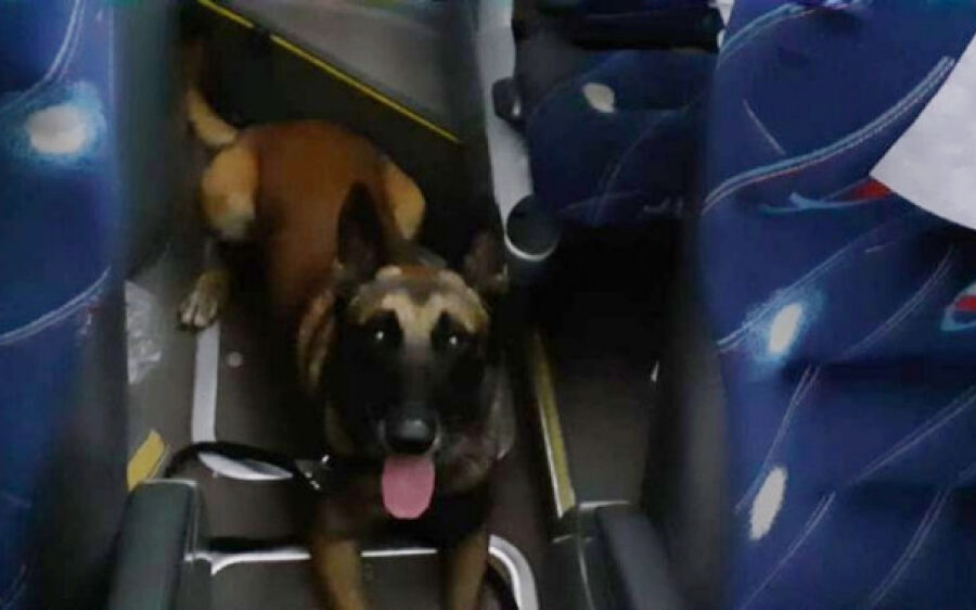 Polícia Militar apreende pasta base de cocaína em ônibus que chegava em Coxim