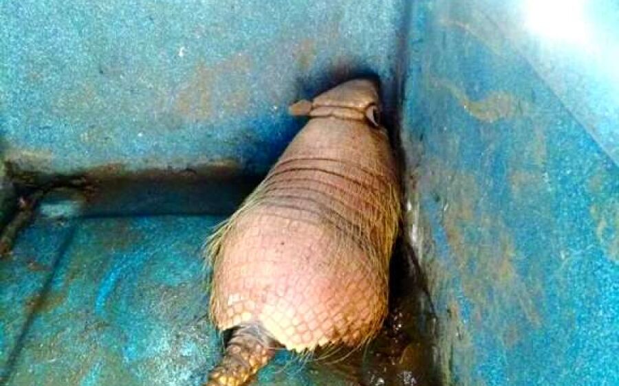 Polícia Militar Ambiental captura tatu no pátio da Câmara Municipal de Coxim