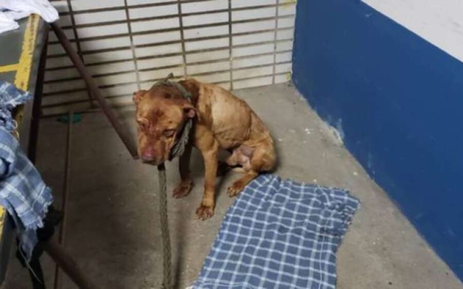 ‘Rinha’ de cães é desmontada pela polícia do Paraná e 19 animais são resgatados