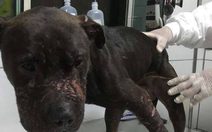 22 investigados por rinha de cães em SP são presos novamente