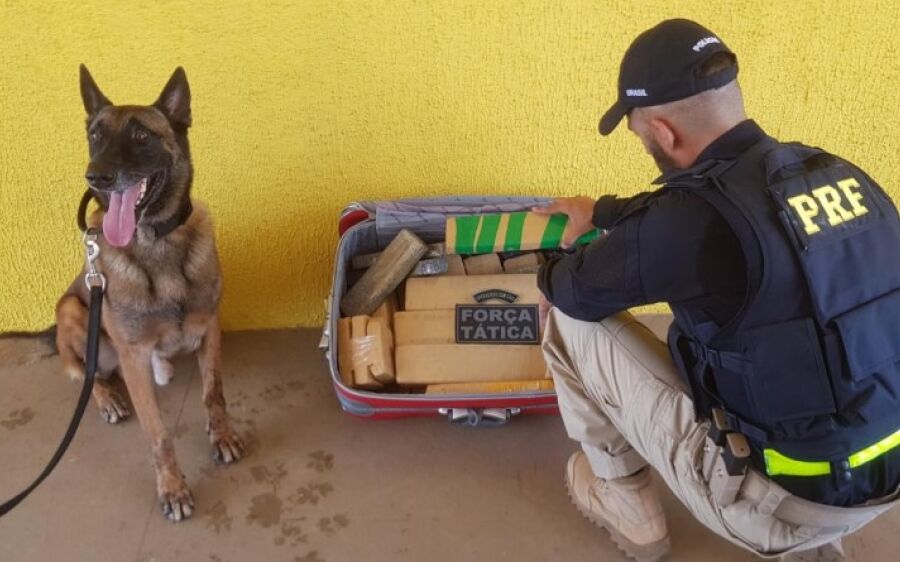 PRF e PM apreendem 20 Kg de  maconha com menor de idade em Coxim