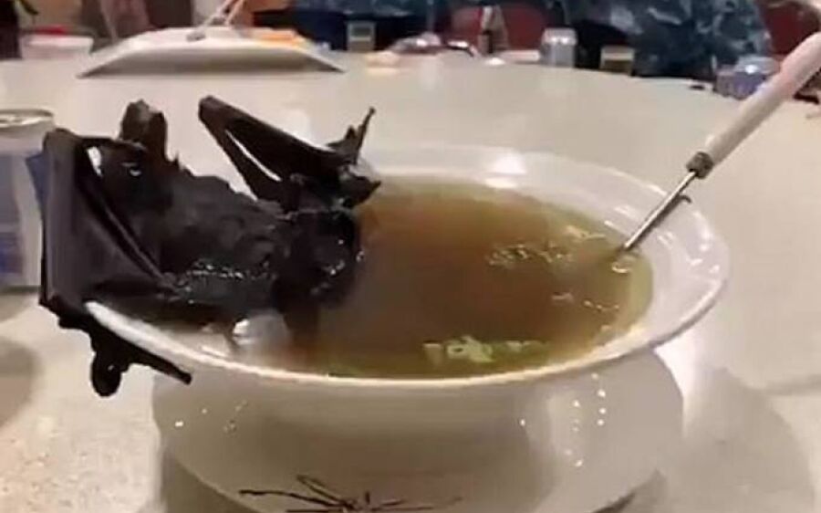 Coronavírus pode ter sido transmitido por sopa de morcego e carne de cobra