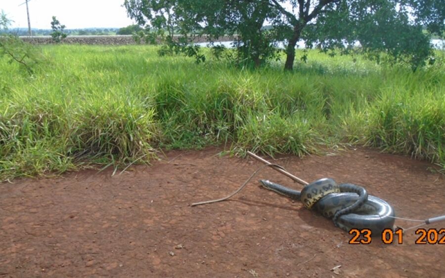 Sucuri de sete metros é encontrada por funcionários de usina em MS