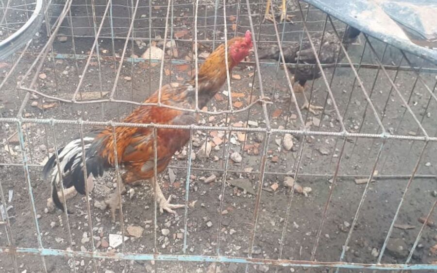 Homem morre após ser atacado por galo a caminho da rinha
