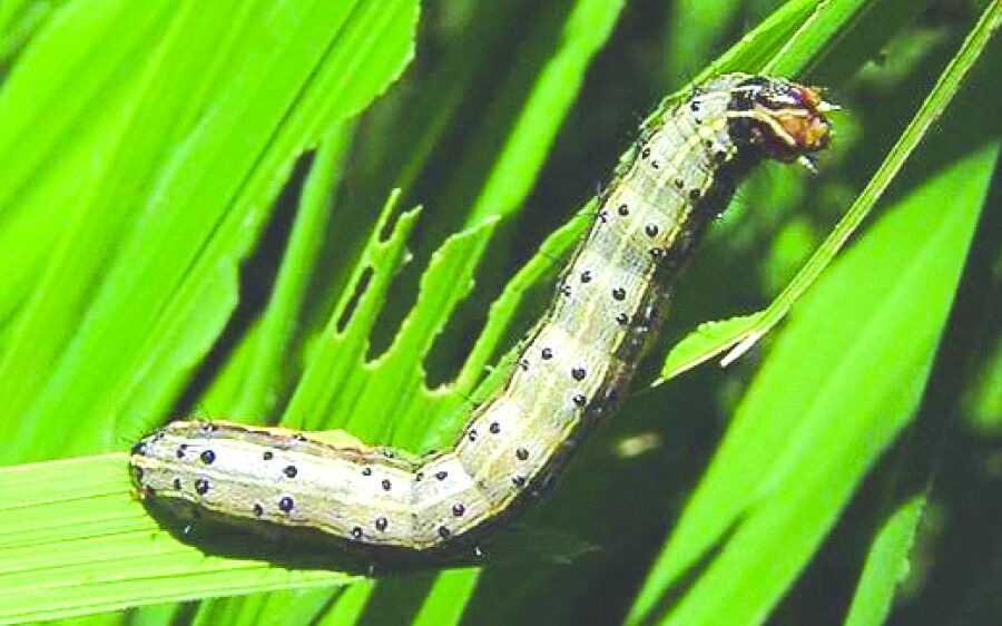 Infestação de lagartas em  pastagens de Rio Verde