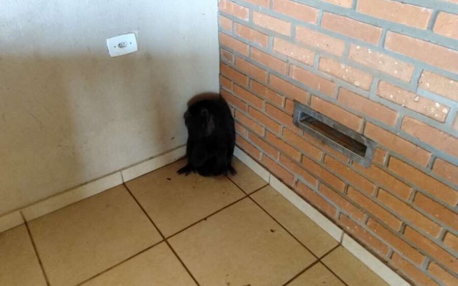 Polícia Militar Ambiental da Capital captura macaco bugio dentro de residência