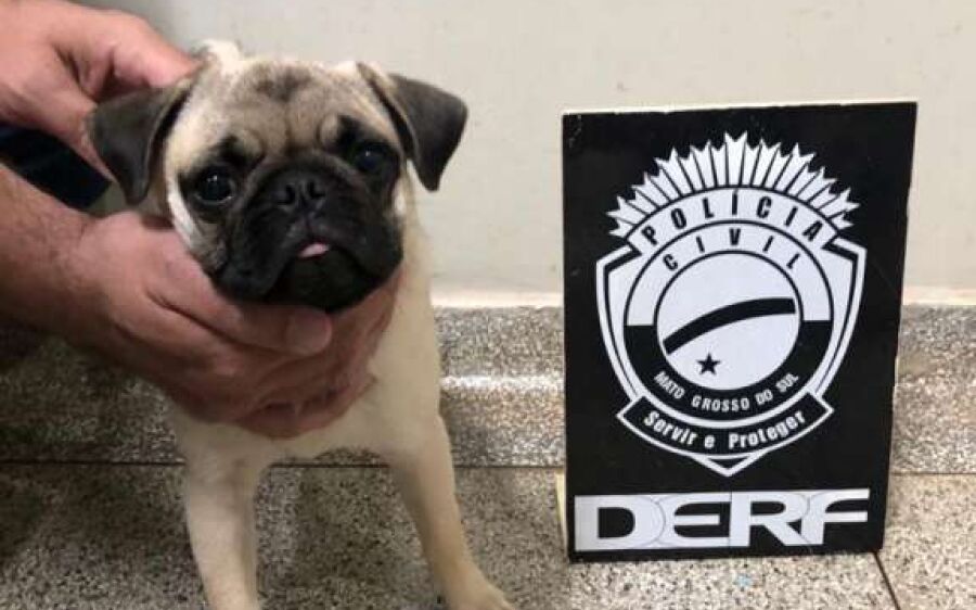 Ladrões que fizeram arrastão são presos com cachorro furtado há dois meses