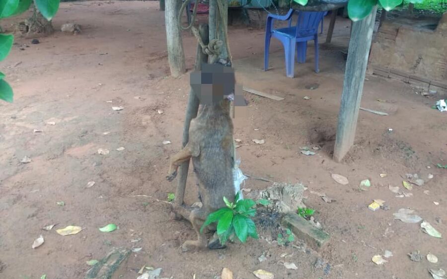 Idoso de 76 anos é levado para a delegacia depois de pendurar cadela e matar a machadadas