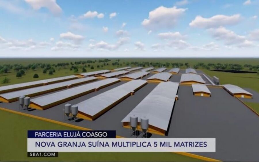 Rio Verde, vai inaugurar Unidade de Produção de Suínos no  segundo semestre