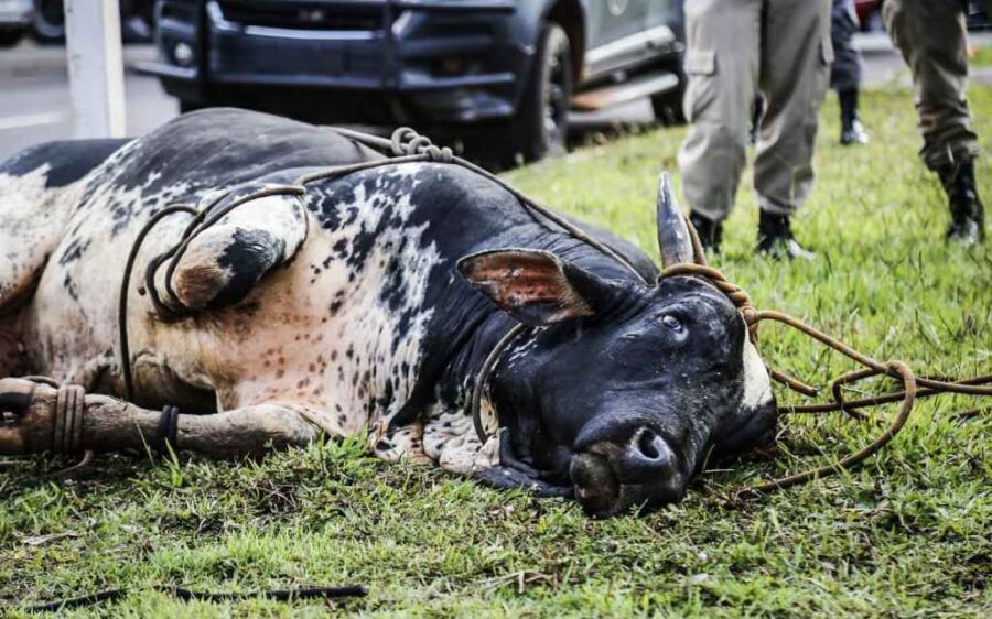 Touro descontrolado  deixa duas pessoas feridas na Capital