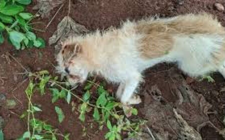 Polícia investiga caso de cachorro que teria sido morto a pauladas em São Gabriel do Oeste