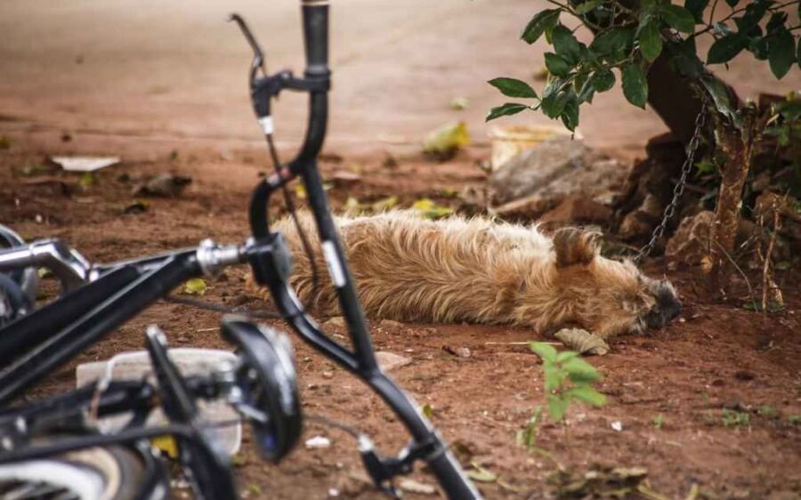 Abelhas em ferro-velho atacam seis moradores e matam 2 cachorros